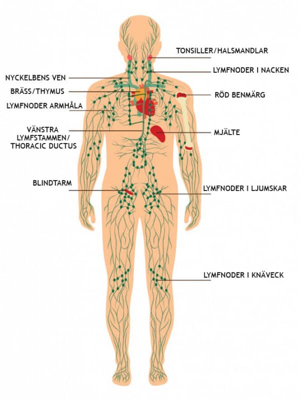 Lymfsystemet